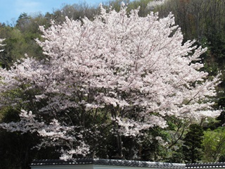 三好山の桜