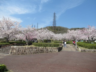 摂津峡桜広場(1)