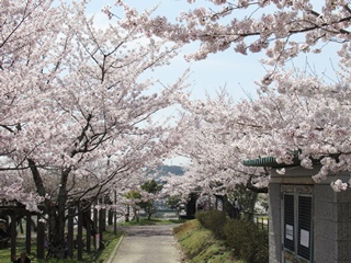 摂津峡桜広場(2)