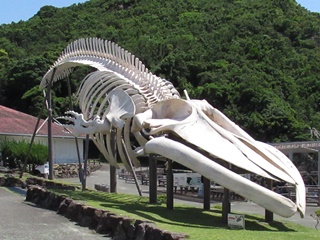 シロナガスクジラ全身骨格標本