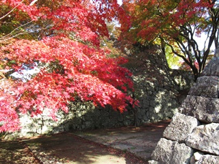 津山城跡の紅葉