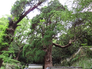 萬松院の大スギ