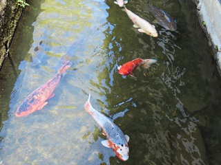 津和野・殿町通りの鯉