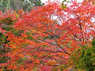 郡山城跡の紅葉