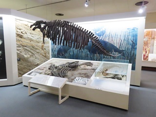 展示(ヤマガタダイカイギュウの化石)