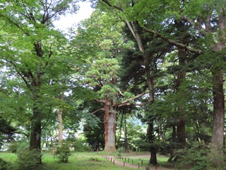 従二位の杉