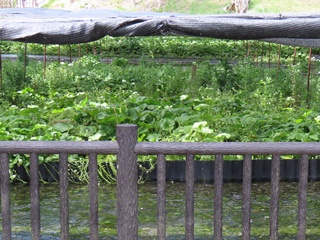 わさび畑(2)