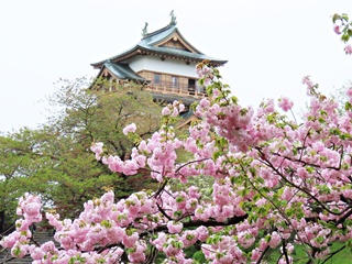 八重桜と天守